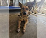 Small German Shepherd Dog