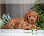 Puppy Jimbo Cavapoo
