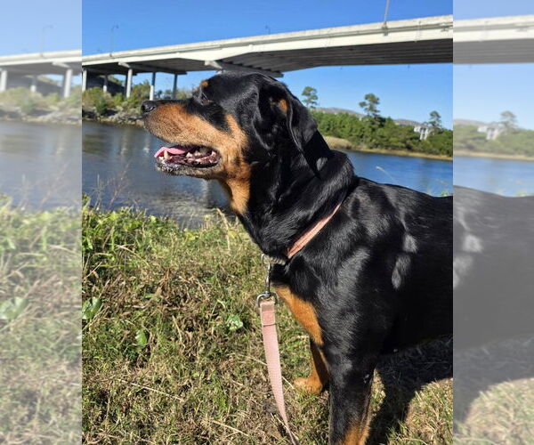 Medium Photo #3 Rottweiler-Unknown Mix Puppy For Sale in North Myrtle Beach, SC, USA