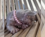 Small #12 French Bulldog