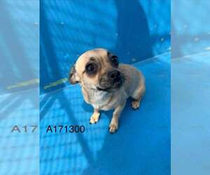 Daug Dogs for adoption in Calgary, Alberta, Canada
