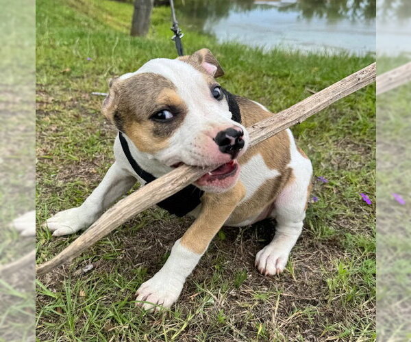 Medium Photo #2 Bulldog-Unknown Mix Puppy For Sale in Tarrytown, GA, USA