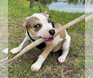 Bulldog-Unknown Mix Dogs for adoption in Tarrytown, GA, USA