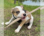 Small #1 Bulldog Mix