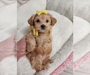Maltipoo Puppy for sale in HUNTSVILLE, AL, USA