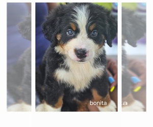 Bernese Mountain Dog-Cockapoo Mix Puppy for sale in COLUMBIA, SC, USA