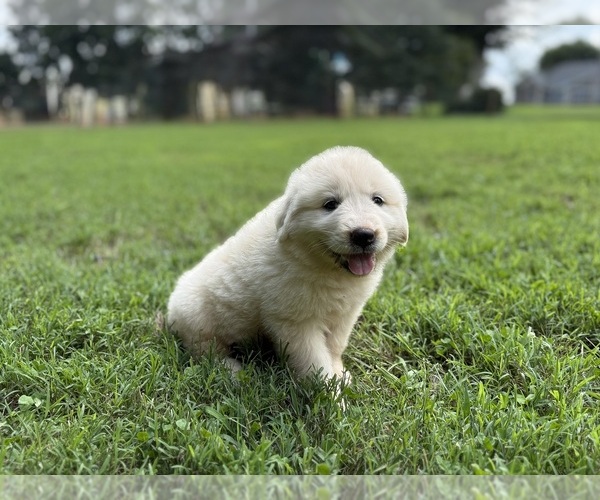 Medium Photo #9 Great Pyrenees Puppy For Sale in NEWTON, NC, USA