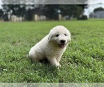 Small #8 Great Pyrenees