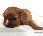 Small #2 Cavalier King Charles Spaniel