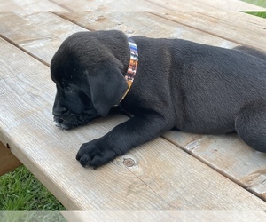 Labrador Retriever-Unknown Mix Puppy for sale in CHARLESTOWN, NH, USA