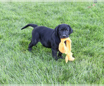 Small #2 Labrador Retriever