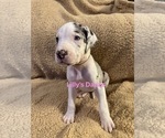 Puppy Light pink coll Great Dane