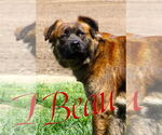 Small #2 Mutt
