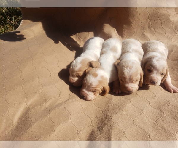 Medium Photo #6 Basset Hound Puppy For Sale in MOUNTAIN GROVE, MO, USA