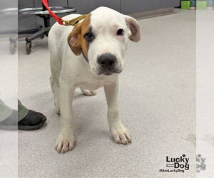 TJ - Male Lab-Pointer Dog for Adoption - Photo #7