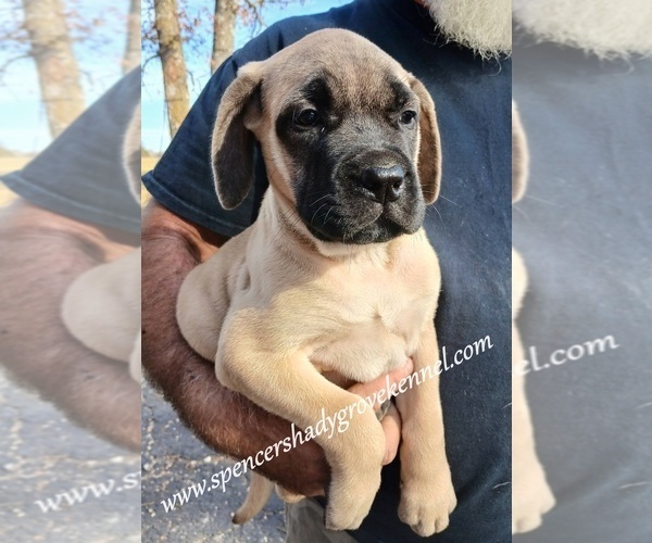 Medium Photo #11 Mastiff Puppy For Sale in CABOOL, MO, USA