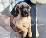 Small #10 Mastiff
