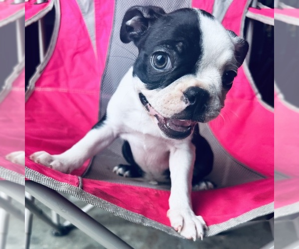 Medium Photo #1 Boston Terrier Puppy For Sale in PIKEVILLE, NC, USA