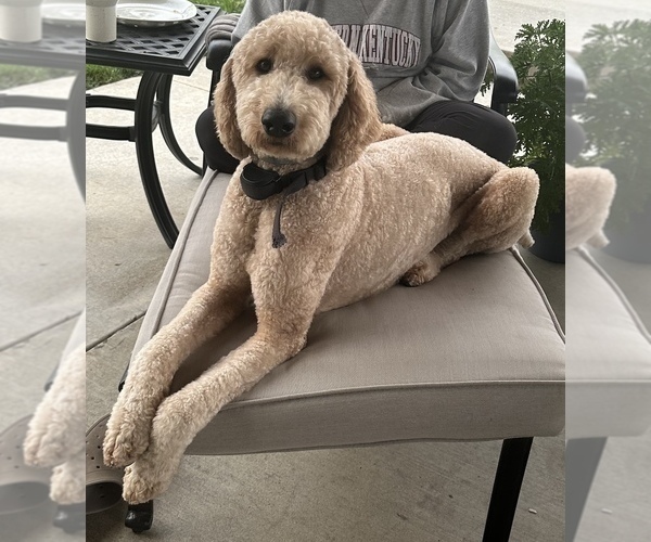 Medium Photo #1 Goldendoodle (Miniature) Puppy For Sale in CUNNINGHAM, KY, USA