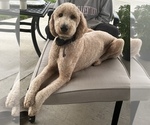 Small Photo #1 Goldendoodle (Miniature) Puppy For Sale in CUNNINGHAM, KY, USA