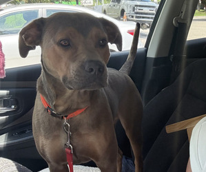 American Staffordshire Terrier Dog for Adoption in PALM BAY, Florida USA