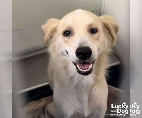 Medium Photo #3 Colonial Cocker Spaniel-Retriever  Mix Puppy For Sale in Washington, DC, USA