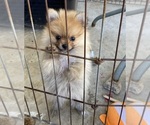 Small #3 Pomeranian