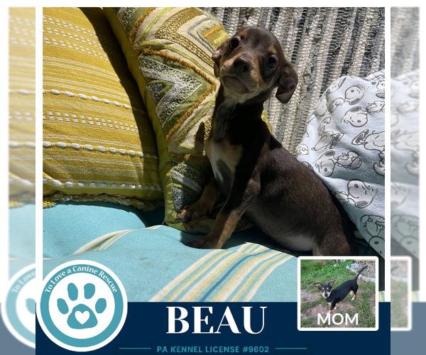 Medium Photo #3 Chiweenie Puppy For Sale in Kimberton, PA, USA