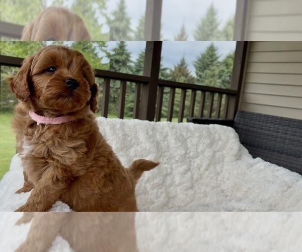 Medium Photo #2 Goldendoodle mix (+ Poodle Miniature) Puppy For Sale in RANDOLPH, WI, USA