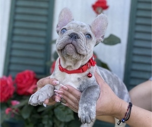 French Bulldog Puppy for sale in STOCKTON, CA, USA