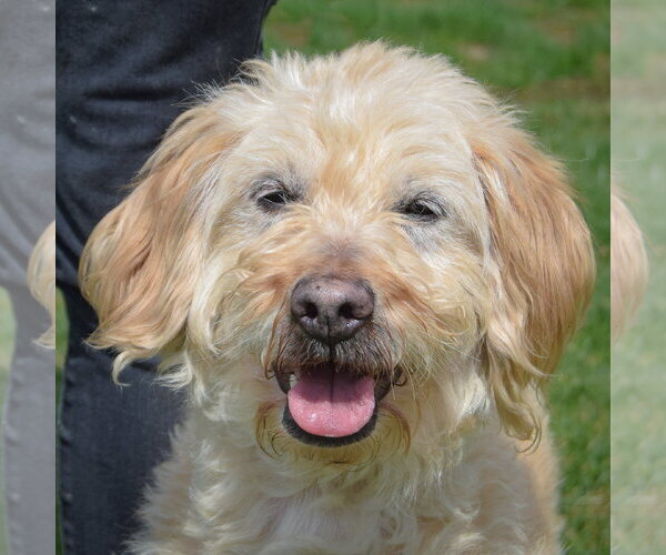 Medium Photo #1 Golden Retriever-Unknown Mix Puppy For Sale in Huntley, IL, USA