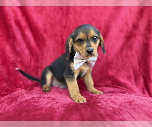 Medium Photo #2 Beagle-Labradoodle Mix Puppy For Sale in LAKELAND, FL, USA