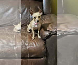 Cricket - Female Chihuahua-Unknown Mix Dog for Adoption - Photo #4