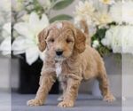 Small Photo #4 Goldendoodle (Miniature) Puppy For Sale in EAST EARL, PA, USA