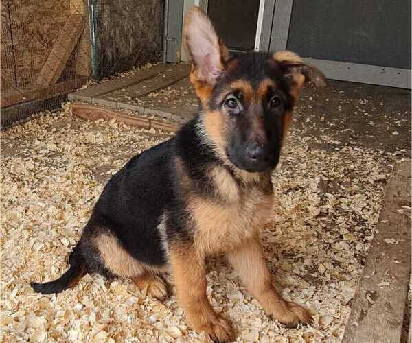 Medium Photo #1 German Shepherd Dog Puppy For Sale in AURORA, CO, USA