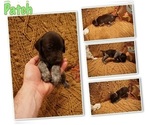 Small Photo #5 German Shorthaired Pointer Puppy For Sale in PLAINVIEW, TX, USA