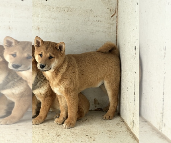 Full screen Photo #7 Shiba Inu Puppy For Sale in HARRISBURG, MO, USA