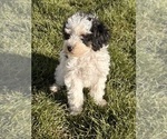 Small Photo #2 Miniature Bernedoodle Puppy For Sale in LONGMONT, CO, USA