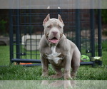 Small Photo #10 American Bully Puppy For Sale in BOLIVAR, MO, USA