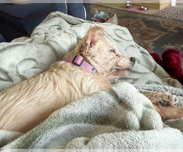 Medium Photo #3 Maltese-Unknown Mix Puppy For Sale in Corona, CA, USA