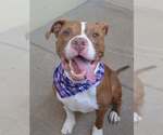 Titan - Male American Pit Bull Terrier-Unknown Mix Dog for Adoption - Small photo