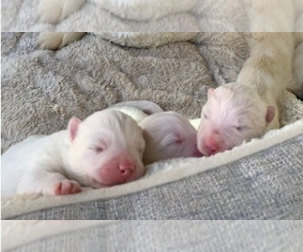 Medium Photo #1 Samoyed Puppy For Sale in WINNETKA, CA, USA