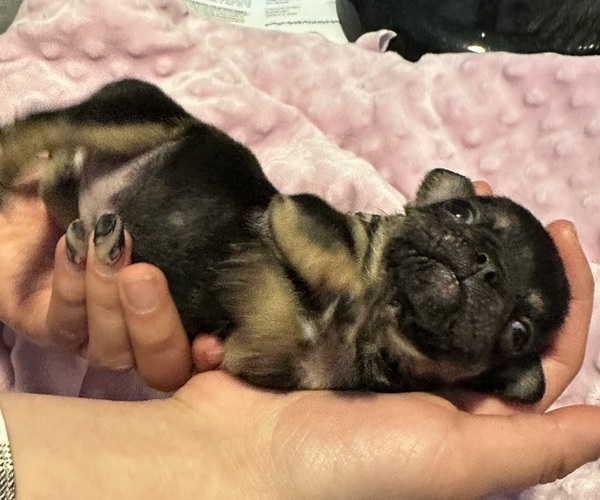Medium Photo #12 French Bulldog Puppy For Sale in OSWEGO, IL, USA