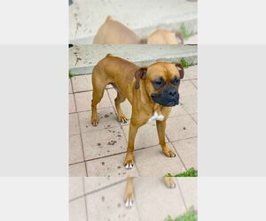 Boxer Dogs for adoption in Austin, TX, USA