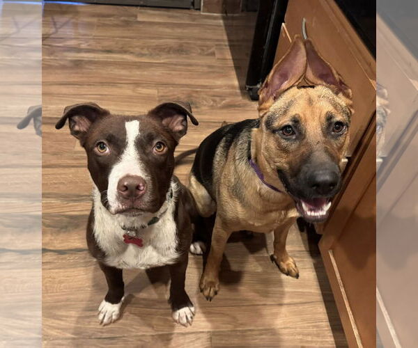 Medium Photo #9 Labrador Retriever-Staffordshire Bull Terrier Mix Puppy For Sale in Cave Creek, AZ, USA