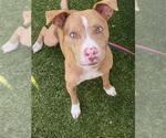 Small #1 American Pit Bull Terrier-Catahoula Leopard Dog Mix