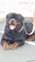 Father of the Rottweiler puppies born on 02/01/2019