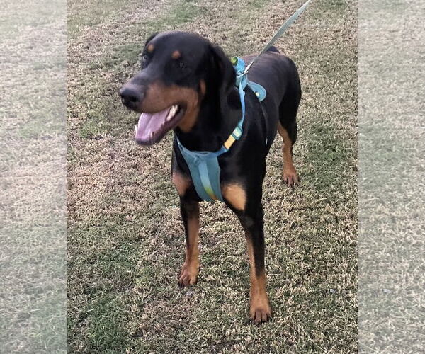 Medium Photo #3 Doberman Pinscher Puppy For Sale in Queen Creek, AZ, USA