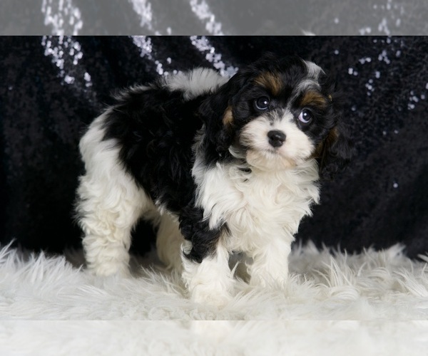 Medium Photo #5 Cavapoo Puppy For Sale in WARSAW, IN, USA