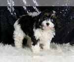 Small #4 Cavapoo